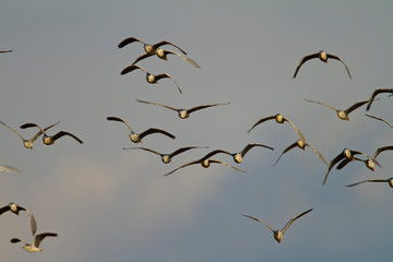 black-crowned night heron  colony on Drava River