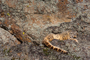 Snow leopard (Panthera uncia)