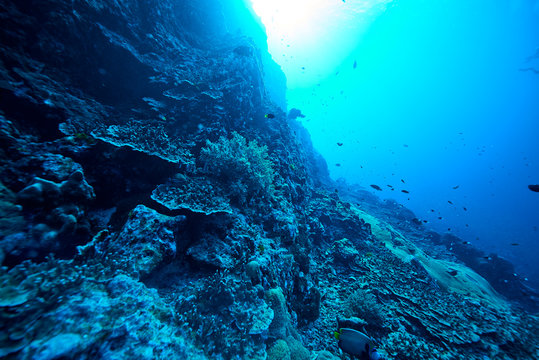 Fish on underwater coral reef