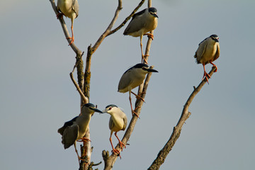 black-crowned night heron  colony on Drava River