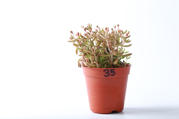 Succulent, cactus or potted cactus which is house plant in small plastic pot on white background isloated.