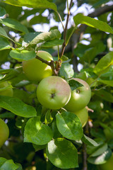 Shiny delicious green apples on a branch ready to be harvested in an apple orchard..