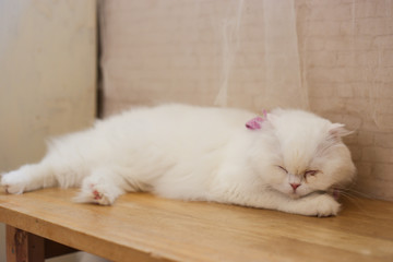 Fototapeta na wymiar British cat, scottish fold, pursian cat laying down on floor. Short hair cat, famous Lovely pet relax in room
