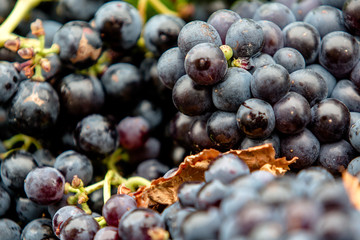 Gros plan de raisin noir en vrac