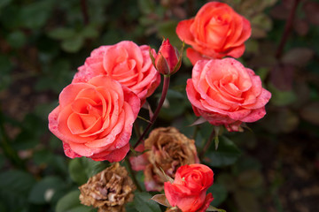 Beautiful rose bush growing in the garden.
