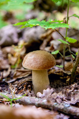 Single Boletus mushroom in the wild. Porcini mushroom grows on the forest floor at autumn season..