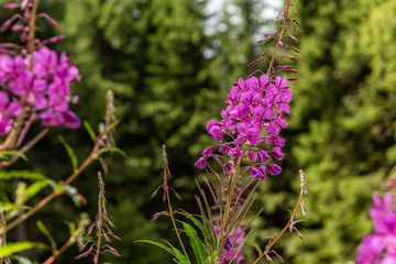 Field flowers photographed in Bucegi mountains,  Romania. Spring day