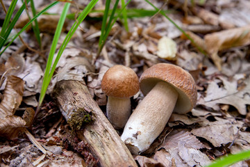 Two boletus mushroom in the wild. Porcini mushroom (Boletus aereus) grows on the forest floor at autumn season..