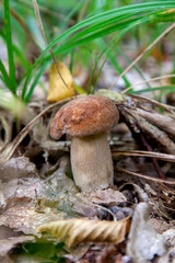Boletus mushroom in the wild. Porcini mushroom grows on the forest floor at autumn season..