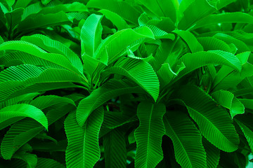 Fototapeta na wymiar Creative tropical green leaves layout. Nature spring concept.