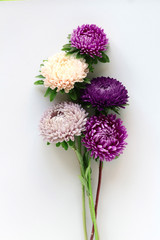 Beautiful colourful asters bouquet on soft gray background.