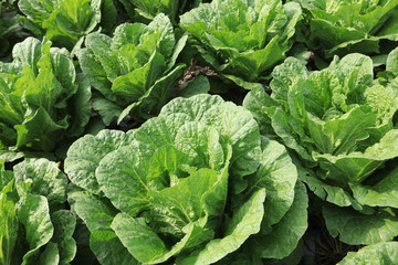 Chinese cabbage crops in growth at field
