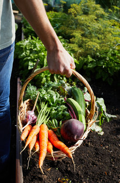 Basket with ripe organic vegetables carrot and fresh beetroot in hands