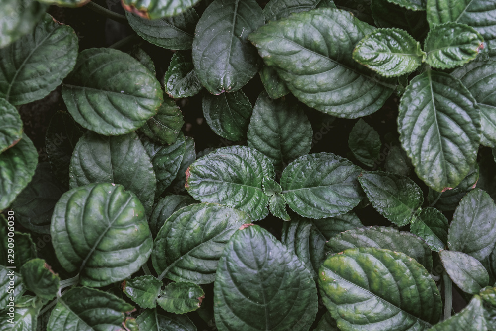 Wall mural Natural green background of green leaf