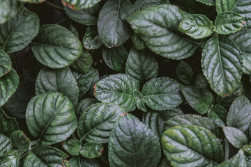 Fototapeta na wymiar Natural green background of green leaf