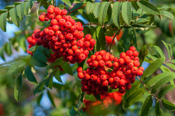 Rowan branches with bunches of red ripe berries. Close-up on a background of green leaves.