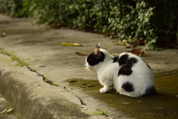 Naklejka na ściany i meble Black and white cat resting on pavement