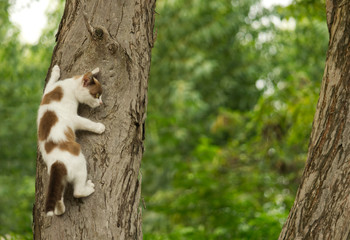 White and brown kitten climbing on tree looking out to the right