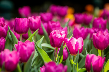 Close up of pink tulips in the garden with black background