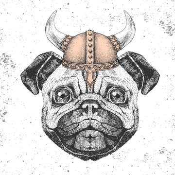 Hipster Animal Pug-dog Wearing A Viking Helmet. Hand Drawing Muzzle Of Pug-dog