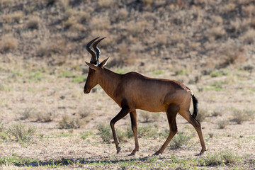 Naklejka na ściany i meble Bubale, Alcelaphus buselaphus, Parc national du Kalahari, Afrique du Sud