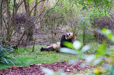Giant Panda, cute, rare reserved wildlife in China. Chongqing