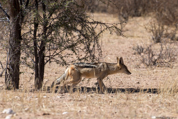 Chacal à chabraque, Canis mesomelas, Afrique