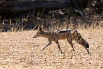 Chacal à chabraque, Canis mesomelas, Afrique
