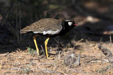 Outarde à miroir blanc,.Afrotis afraoides, Northern Black Korhaan, Afrique du Sud