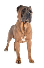 adult cane corso