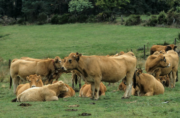 Vache, race Aubrac