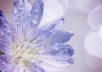 Image with chicory.