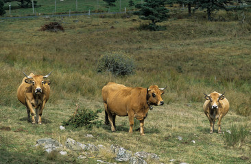 Vache, race Aubrac