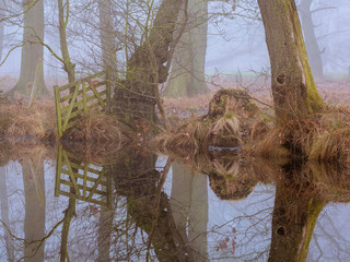 Misty woodland/forest pond with tree reflections on the water in a misty foggy environment. 