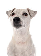 jack russel terrier