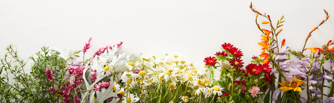 panoramic shot of bunches of diverse wildflowers on white background with copy space