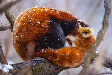 Red panda (Ailurus fulgens), also called lesser panda, red bear-cat, and red cat-bear