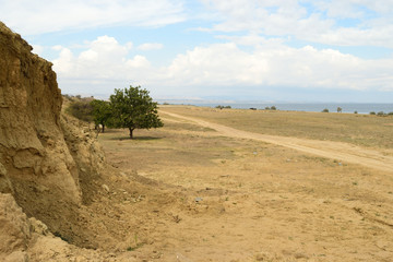 tree in the wasteland