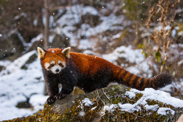Red panda (Ailurus fulgens), also called lesser panda, red bear-cat, and red cat-bear