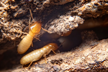 Selective focus of the small termite on decaying timber. The termite on the ground is searching for food to feed the larvae in the cavity.