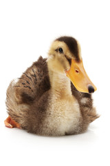 Funny duckling of a wild duck on a white background. Cute, furry.