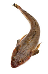  Fresh flathead fish on white background