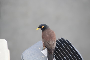 Indian myna