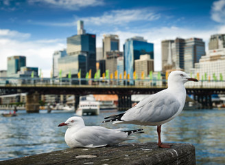 Darling Harbor seagulls, Sydney, NSW, Australia