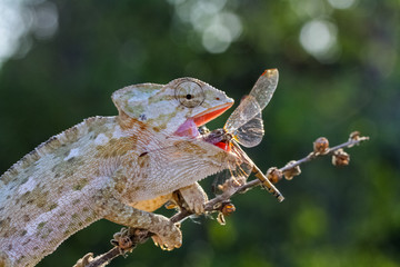 chameleon with a large insect in his mouth. Portrait © mehmetkrc