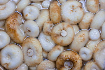 mushrooms on the market
