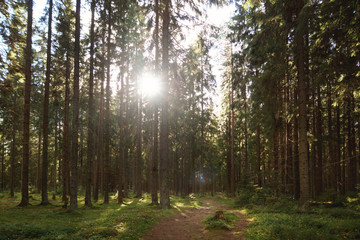 Sunny day in the autumn forest with tall Christmas trees and a path walking between the trees