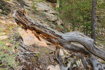 Fototapeta na wymiar Old fallen tree in the forest. The trunk of the tree has partially rotted.