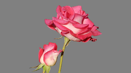 two pink roses with dew drops  on gray  background
