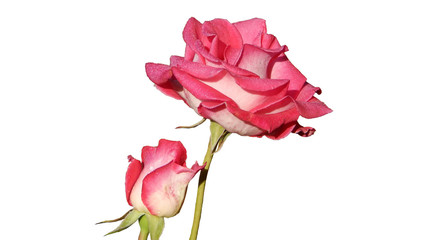 two pink roses with dew drops  on white background
